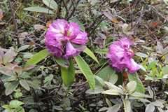 Rhododendron nivale